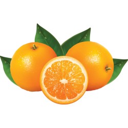 Presse oranges automatique - 470x370x735 mm